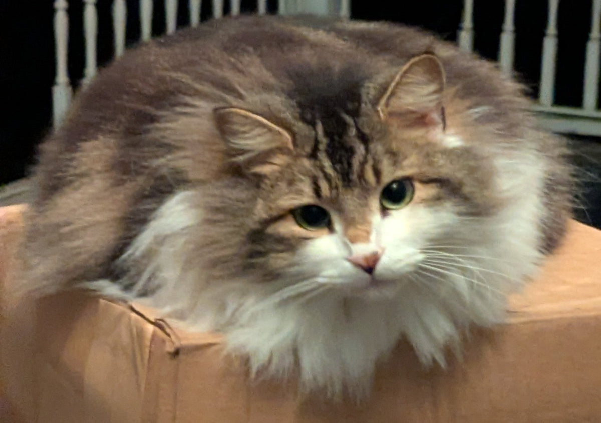 Cats